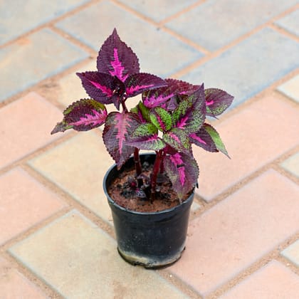 Coleus Red (design may vary) in 4 Inch Nursery Bag