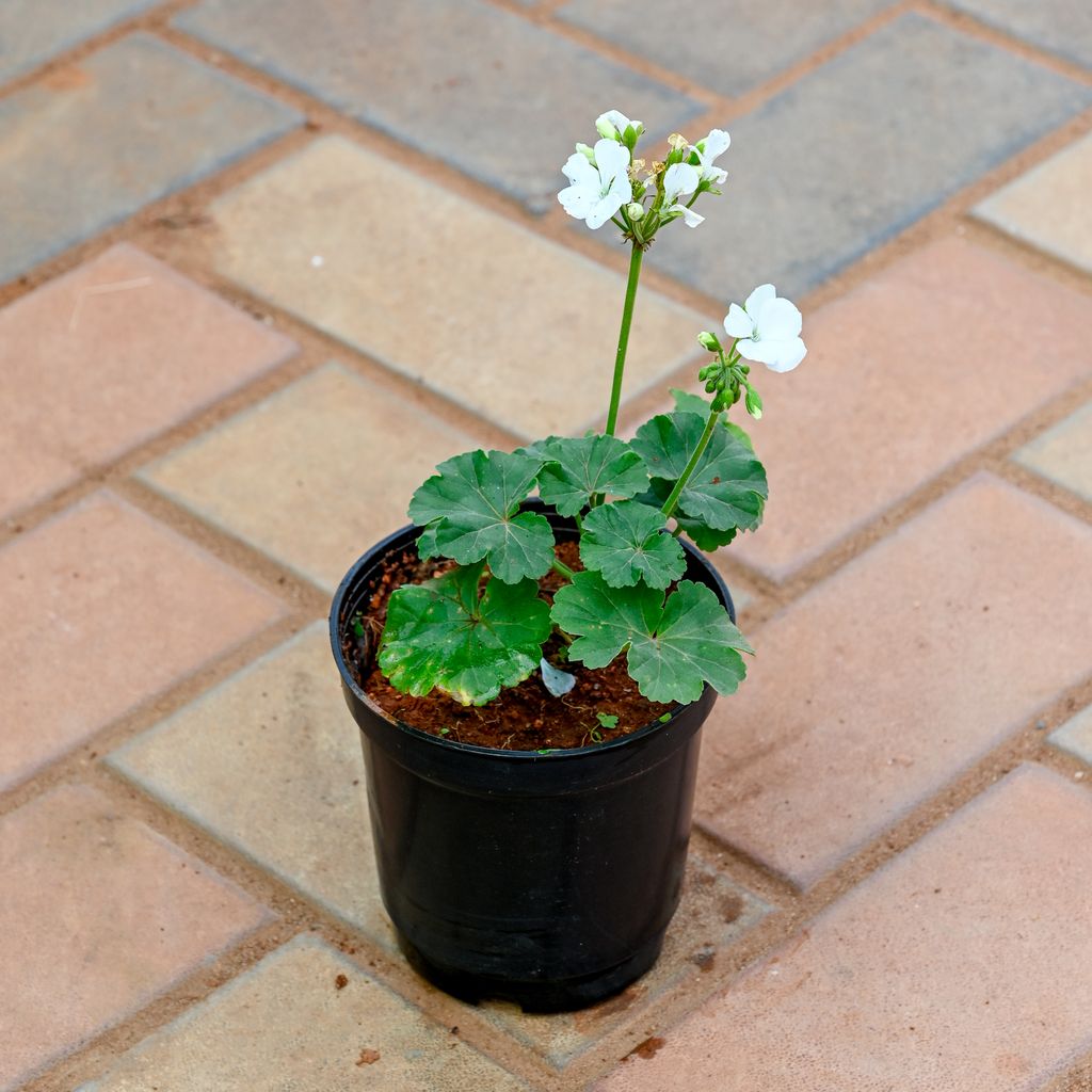 Geranium White in 4 Inch Nursery Pot