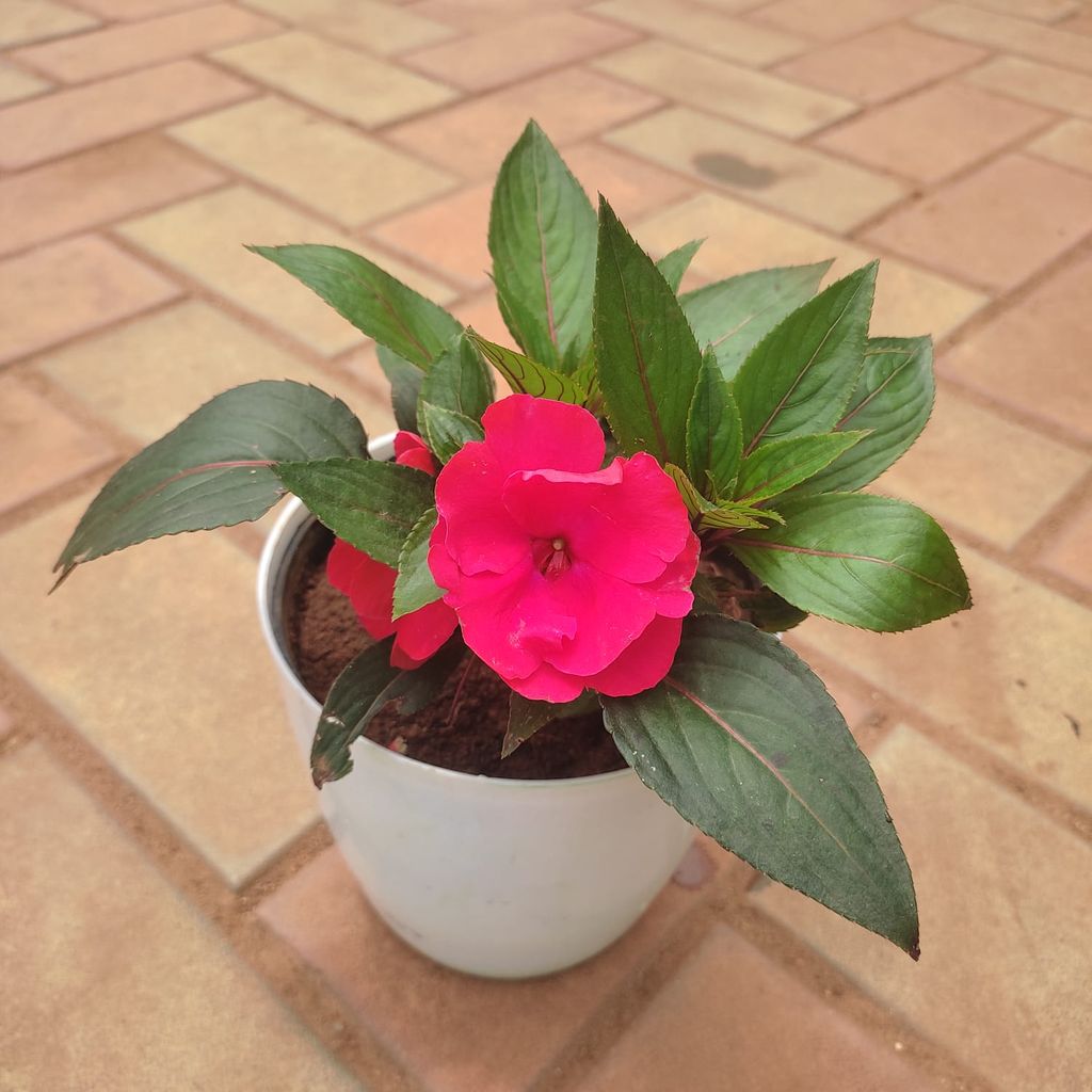 Impatiens Balsamina (any colour) in 6 Inch Plastic Pot( Any Colour)