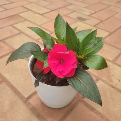 Buy Impatiens Balsamina (any colour) in 6 Inch Plastic Pot( Any Colour) Online | Urvann.com