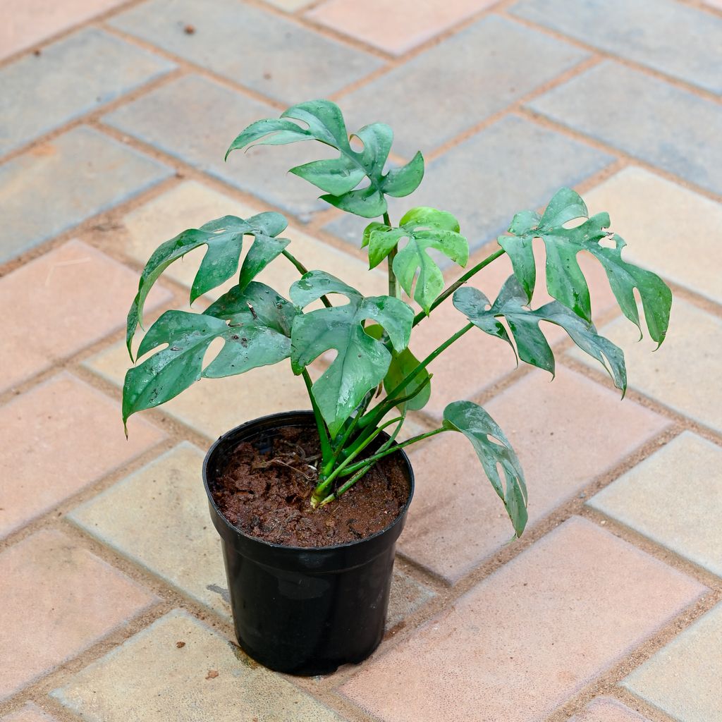 Monstera Pinnatipartita in 4 Inch Nursery Pot