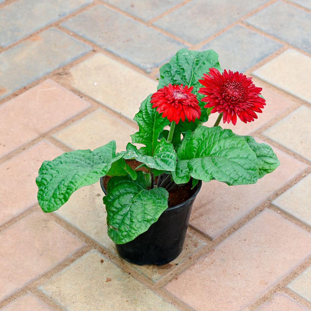 Gerbera Red in 4 Inch Nursery Pot