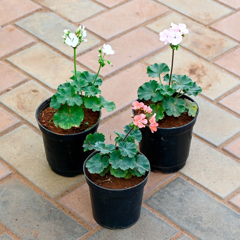 Set of 3 - Geranium (Pink, Light-Pink & White) in 4 Inch Nursery Pot