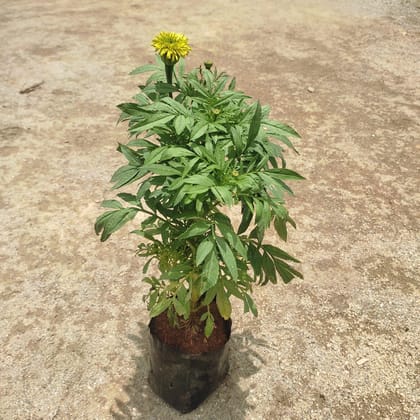 Buy Marigold (Any Colour) in 4 Inch Nursery Bag Online | Urvann.com