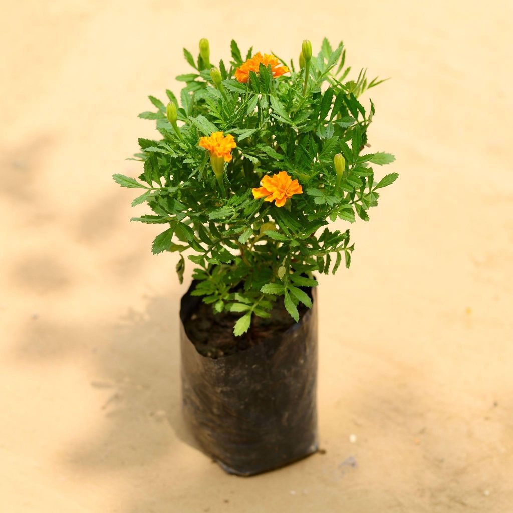 Marigold / Genda Jafri (any colour) in 4 Inch Nursery Bag