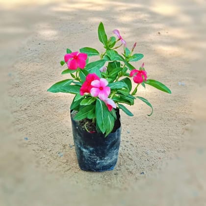 Buy Periwinkle / Sadabahar / Vinca (any colour) in 4 Inch Nursery Bag Online | Urvann.com