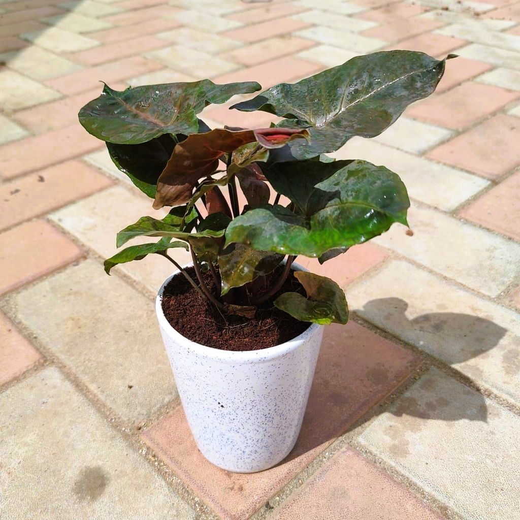 Syngonium Black in 6 Inch Classy White Ceramic Pot