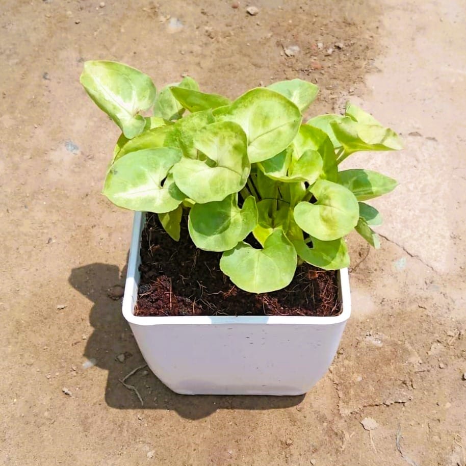 Syngonium Golden Sapling in 3 Inch White Classy Square Plastic Pot