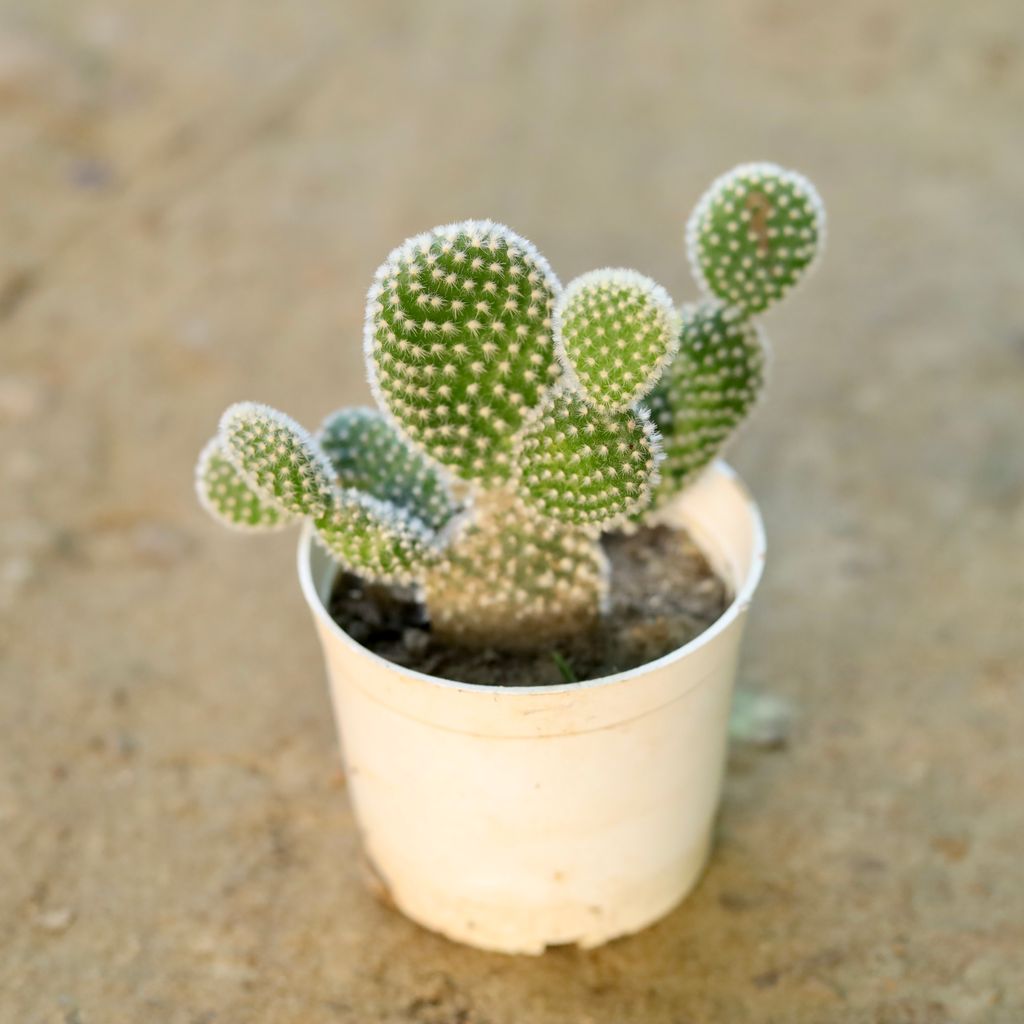 Bunny Ear White Cactus in 3 Inch Nursery Pot