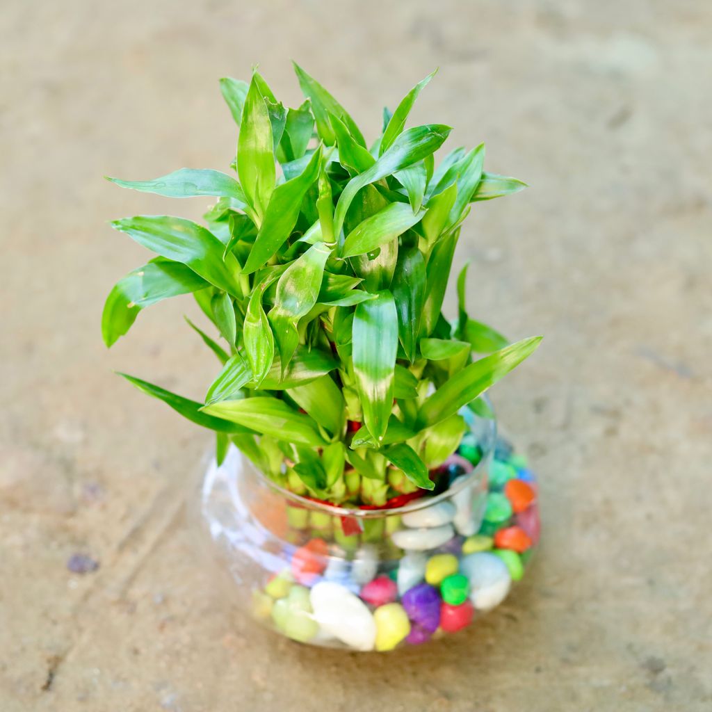 3 Layer Lucky Bamboo with Decorative Pebbles in Glass Pot