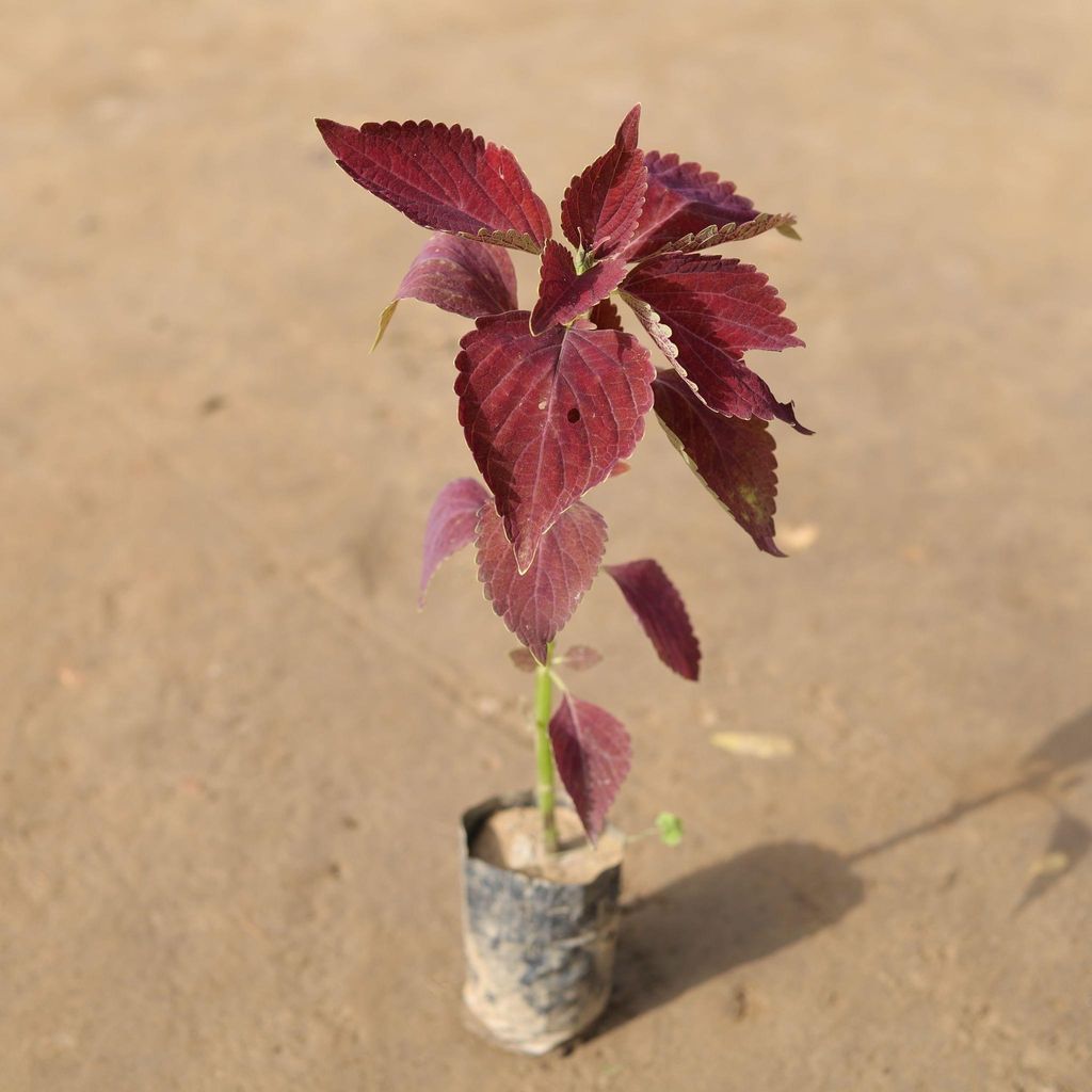 Coleus Red in 3 Inch Nursery Bag