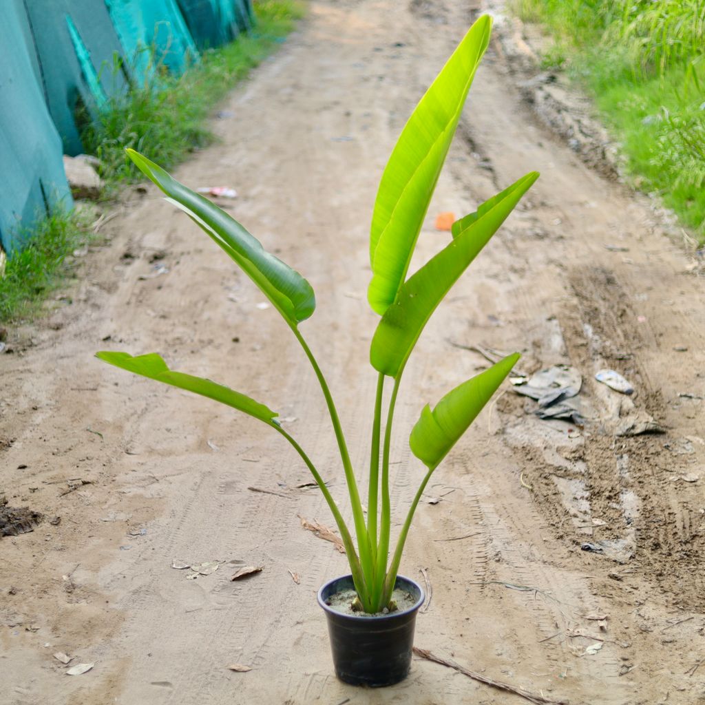 Traveller Palm (~ 3 Ft) in 10 Inch Black Nursery Pot