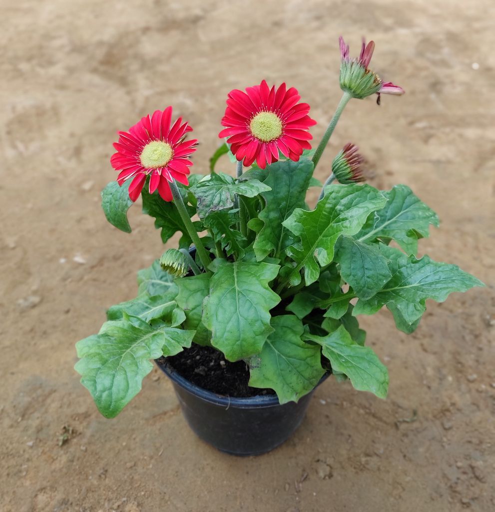 Gerbera (any colour) in 6 Inch Nursery Pot