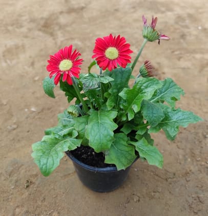 Buy Gerbera in 6 Inch Plastic Pot on Urvann.com