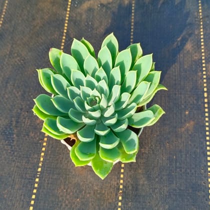 Buy Echeveria Desmetiana Green Succulent in 3 Inch Nursery Pot Online | Urvann.com