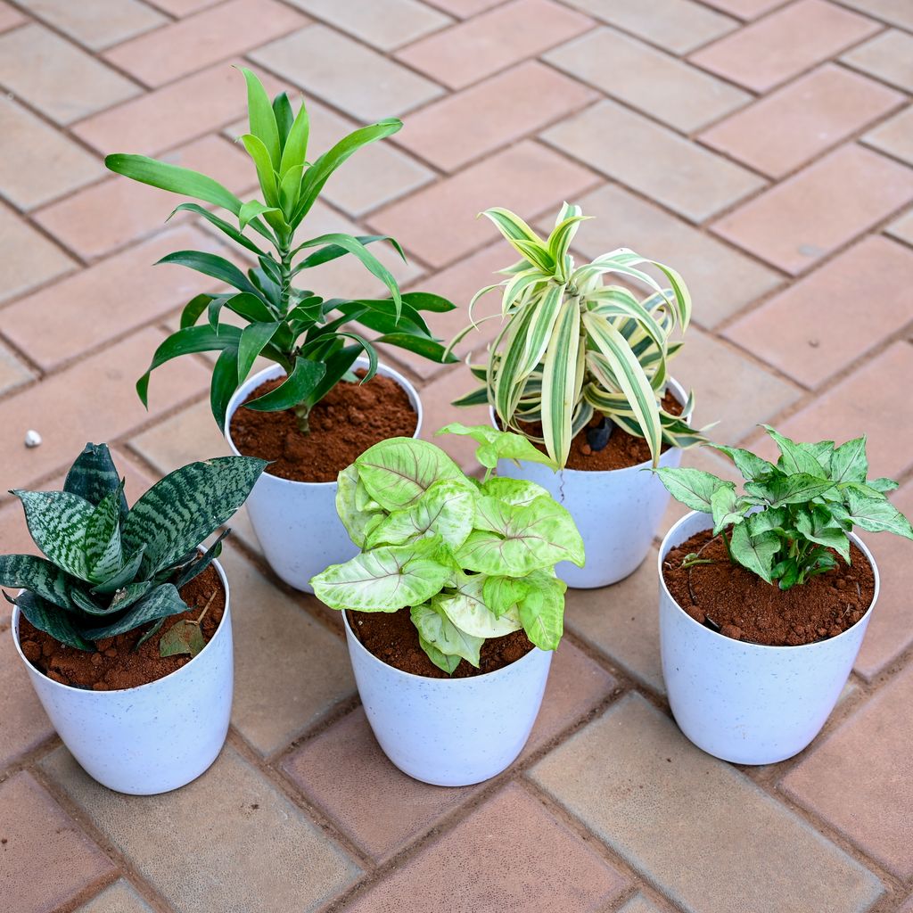 Set of 5 - Dracaena Green, Song of India, Snake Green Dwarf, Syngonium Golden & Pixie Green in 5 Inch Elegant Plastic Pot( Any Colour)