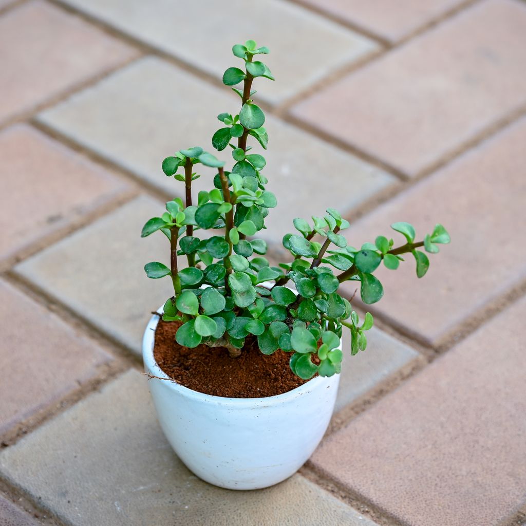 Jade in 3 Inch Classy White Cup Ceramic Pot