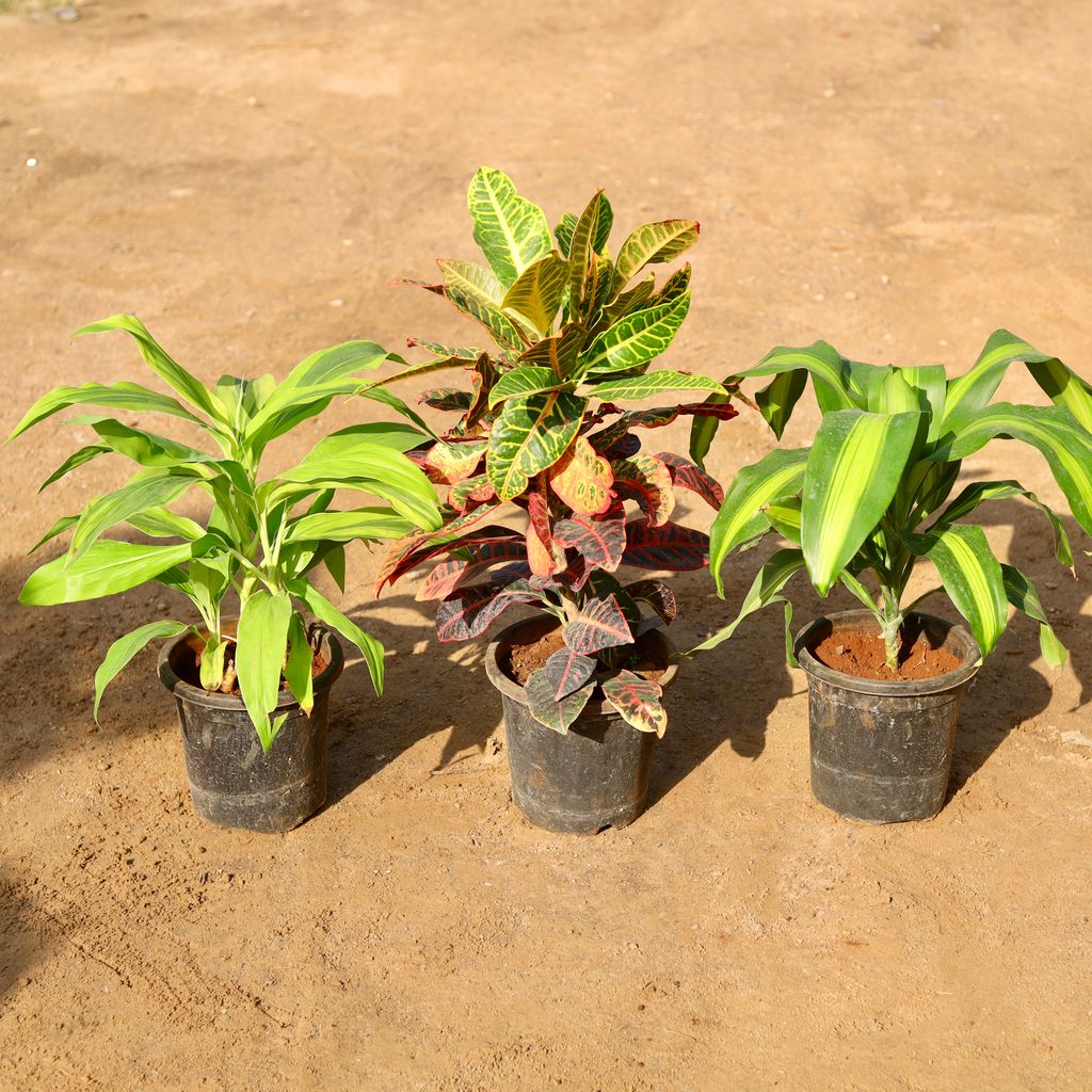 Set of 3 - Dracaena Fragrans, Limelight & Croton Petra in 8 Inch Nursery Pot