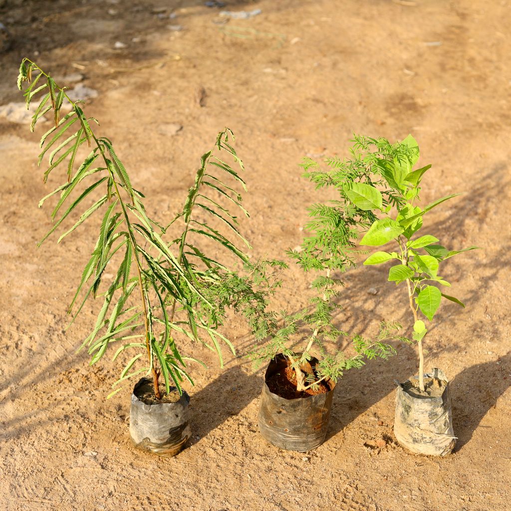 Set of 3- Amla / Indian Gooseberry, Shami & Bel Patra in 5 Inch nursery bag