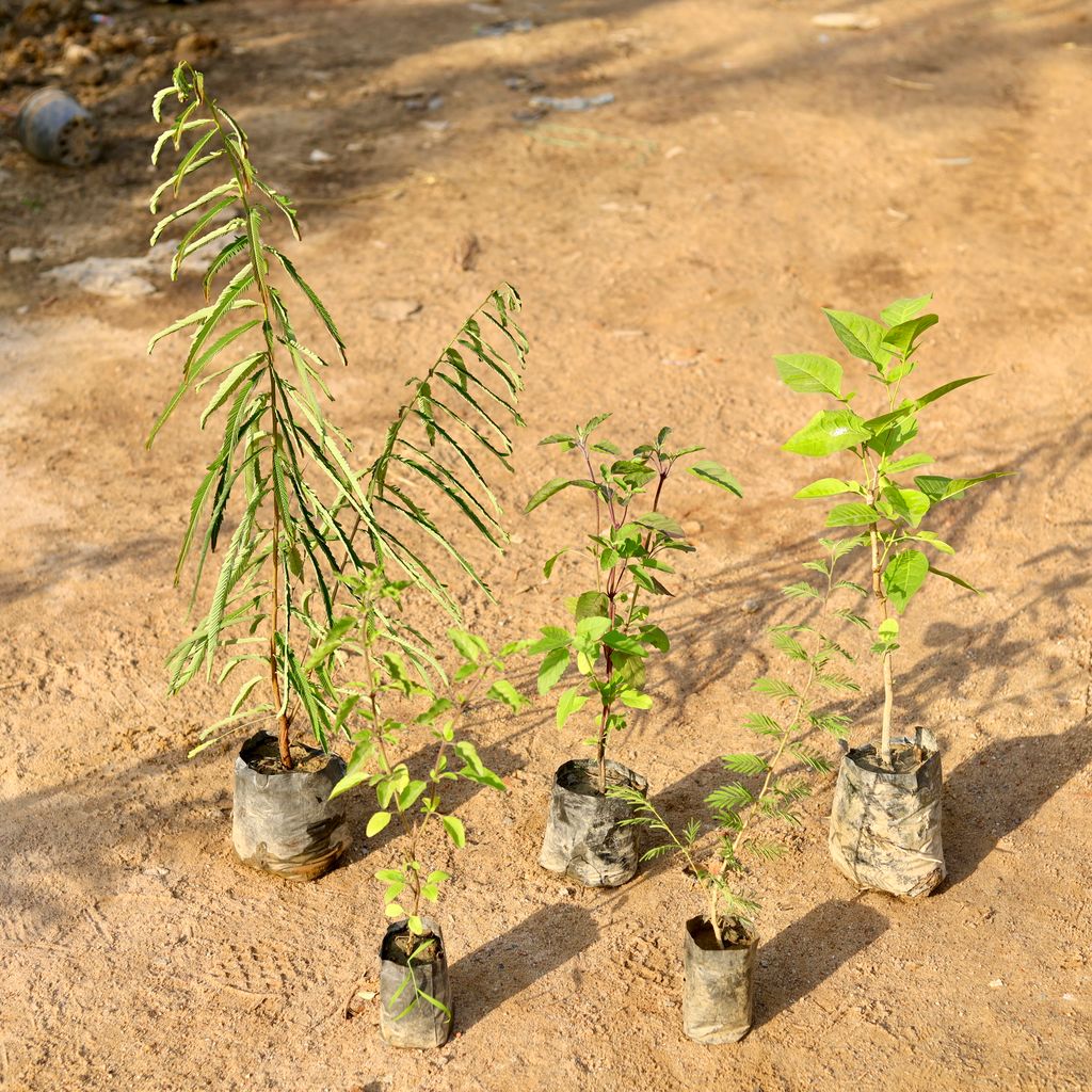 Set of 5 - Amla / Indian Gooseberry, Rama Tulsi, Shyama Tulsi, Shami & Bel Patra (~ 2-4 Ft) in 4 Inch nursery bag