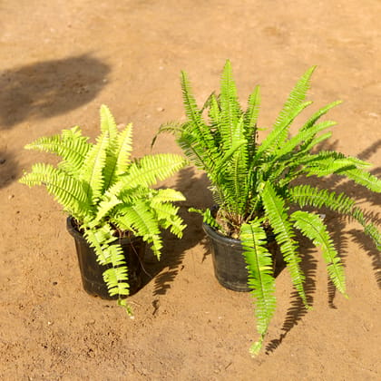 Buy Set of 2 - Ferns (Golden & Green) in 8 Inch Nursery Pot Online | Urvann.com