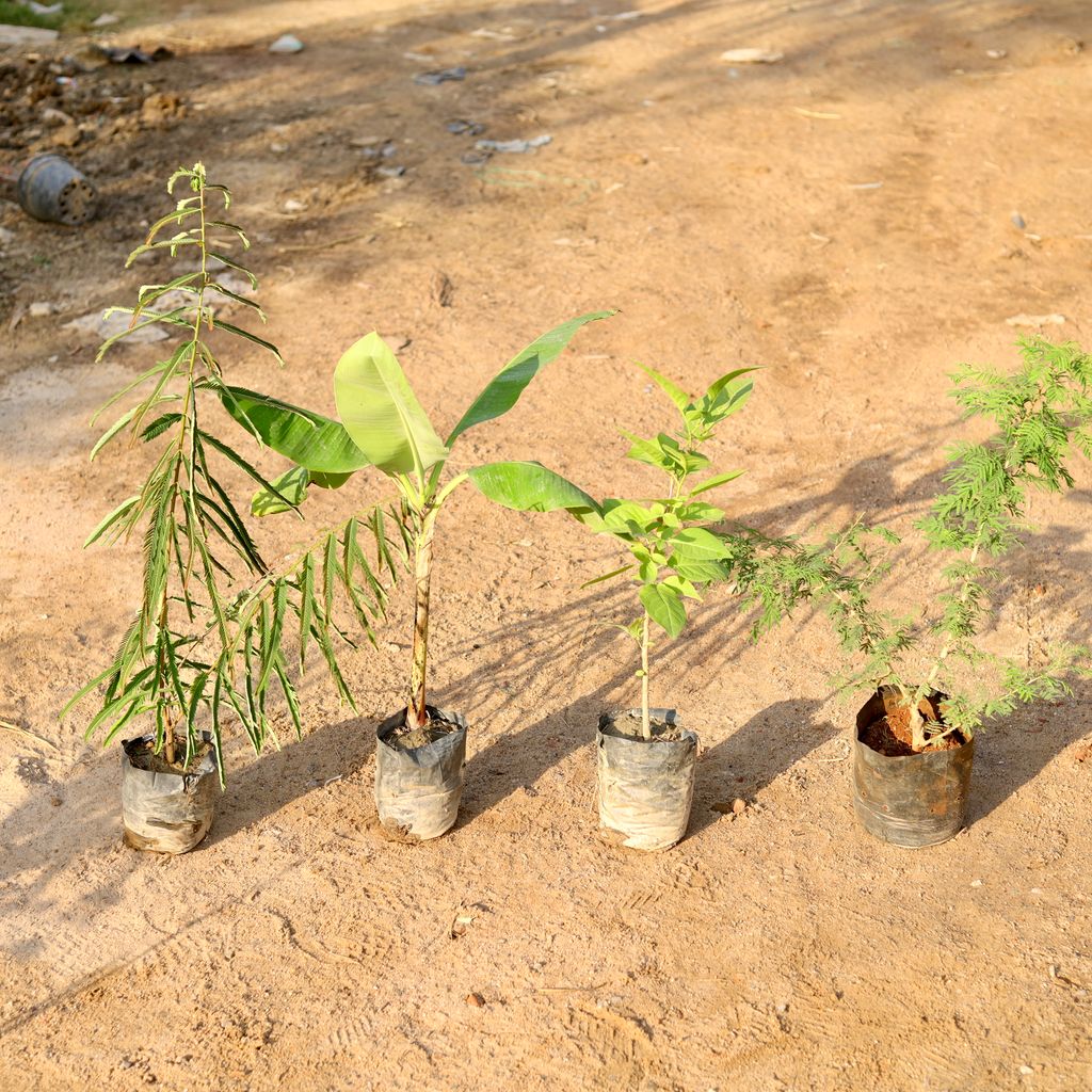 Set of 4 - Amla / Indian Gooseberry, Shami, Banana & Bel Patra (~ 2-4 Ft) in 5 Inch nursery bag