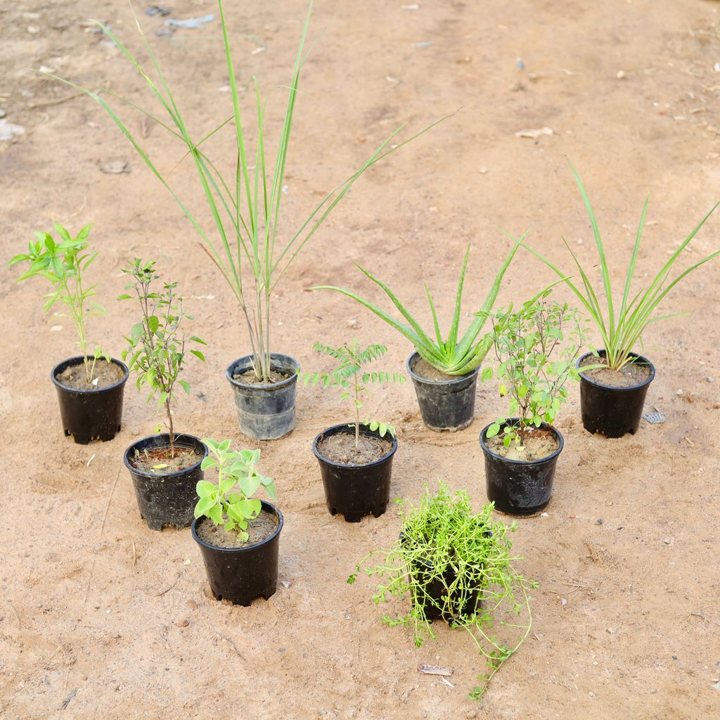 Medicinal Special - Set of 9 - Sweet Basil, Ajwain, Brahmi plant, Shyama Tulsi, Lemon Grass, Curry Leaf, Alovera, Rama Tulsi & Rajnigandha plant in 6 Inch Nursery Pot