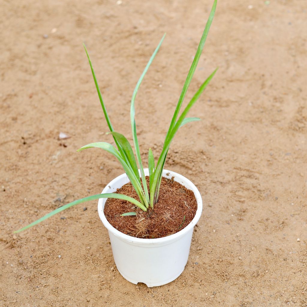 Rajnigandha / Tuberose (any colour) in 6 Inch White Nursery pot