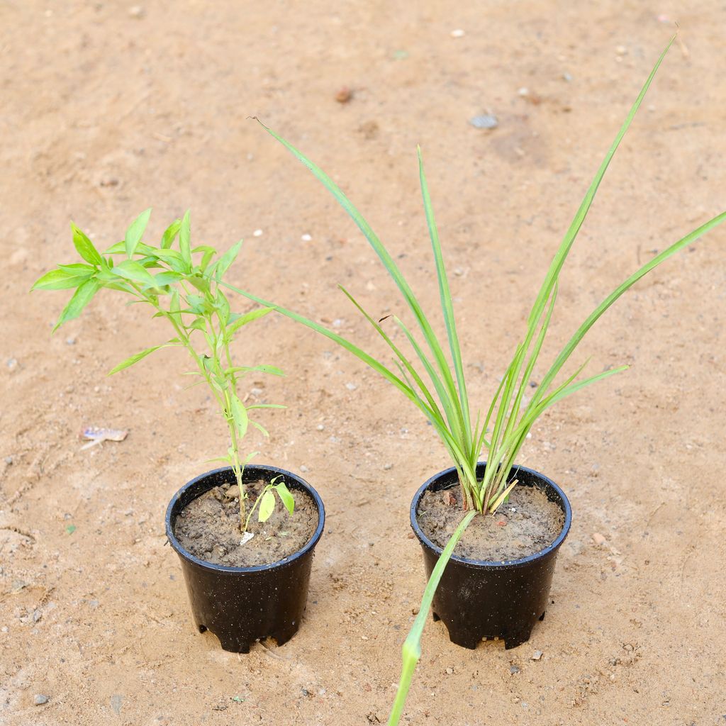 Set of 2 - Rajnigandha & Sweet Basil in 6 Inch Nursery Pot