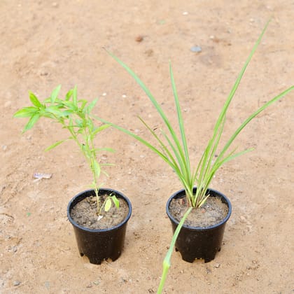 Buy Set of 2 - Rajnigandha & Sweet Basil in 6 Inch Nursery Pot Online | Urvann.com