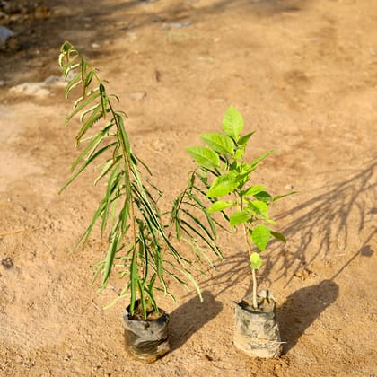 Buy Set of 2 - Amla / Indian Gooseberry & Bel Patra in 5 Inch nursery bag Online | Urvann.com