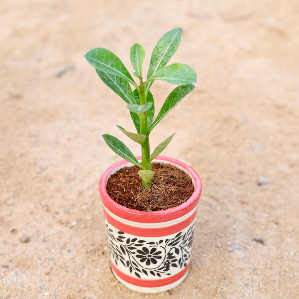 Adenium (any colour) in 4 Inch Classy Cylindrical Ceramic Pot (any colour & design)