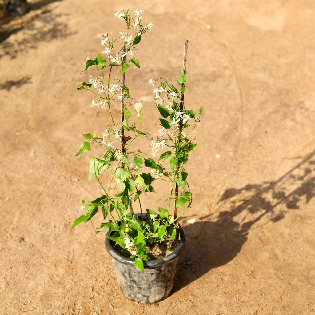 Clemantis Flower Vine / Ranjai Bel (any colour) in 8 Inch Nursery Pot