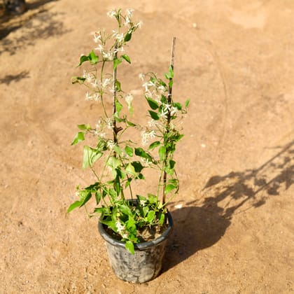 Buy Clemantis Flower Vine / Ranjai Bel (any colour) in 8 Inch Nursery Pot Online | Urvann.com