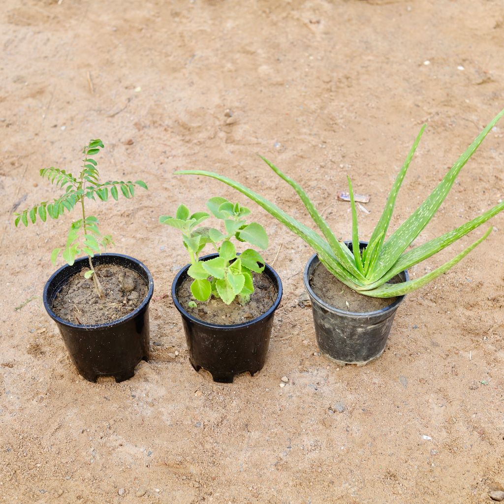 Set of 3 - Curry Patta, Aloe Vera & Ajwain in 6 Inch Nursery Pot