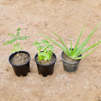 Buy Set of 3 - Curry Patta, Aloe Vera & Ajwain in 6 Inch Nursery Pot Online | Urvann.com