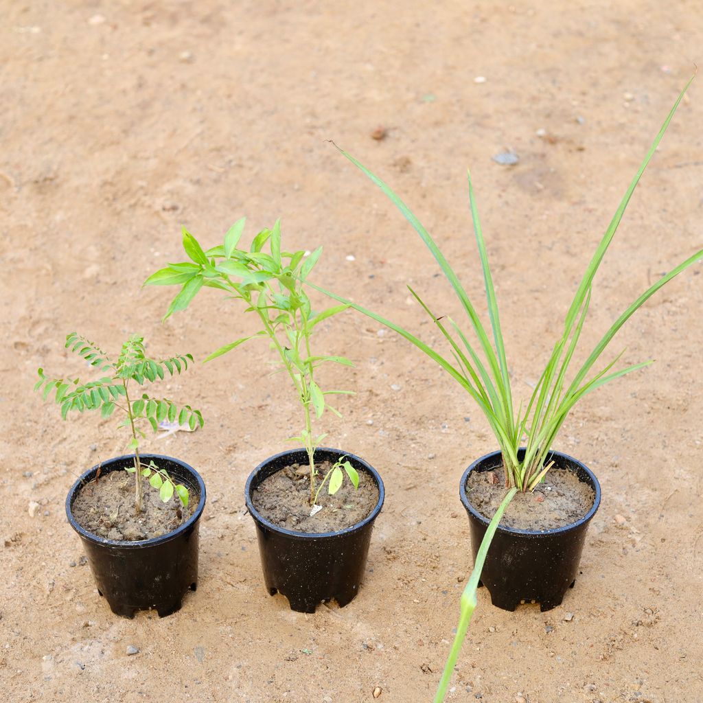 Set of 3 - Curry Patta, Rajnigandha & Sweet Basil in 6 Inch Nursery Pot