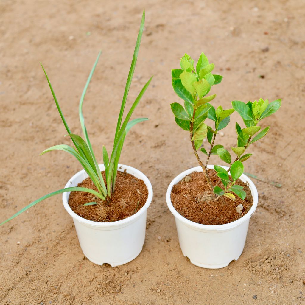 Set of 2 - Rajnigandha / Tuberose & Gardenia / Gandhraaj (any colour) in 6 Inch White Nursery pot