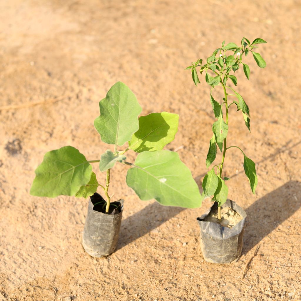 Set of 2 - Brinjal & Chilli Green in 4 Inch nursery bag