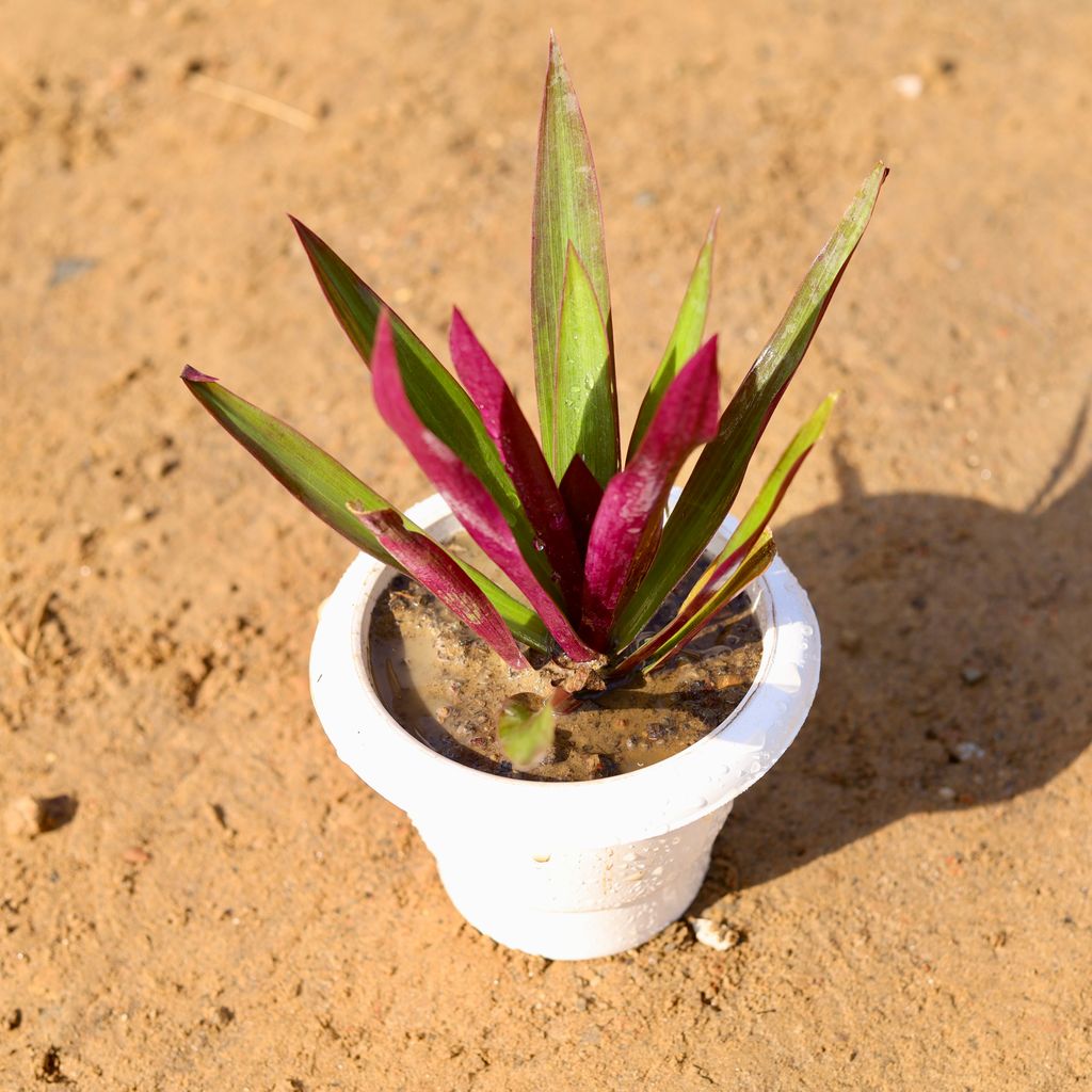 Rhoeo / Durangi in 6 Inch Classy White Plastic Pot