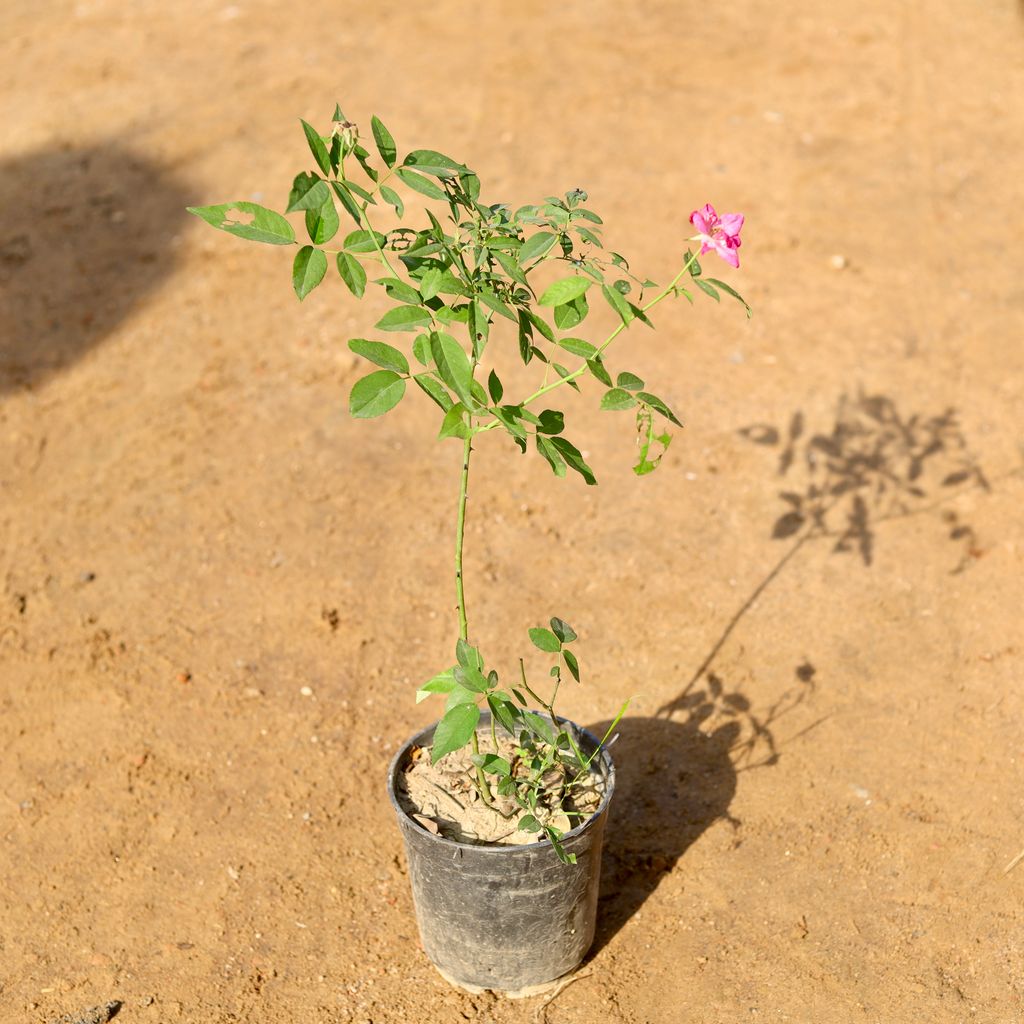 Desi Rose all season (any colour) in 6 Inch Nursery Pot