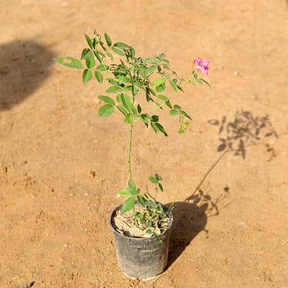 Buy Desi Rose all season (any colour) in 6 Inch Nursery Pot Online | Urvann.com