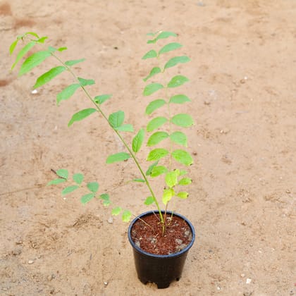 Buy Madhumalti Bel / Rangoon Creeper (any colour) in 6 Inch Nursery Pot Online | Urvann.com