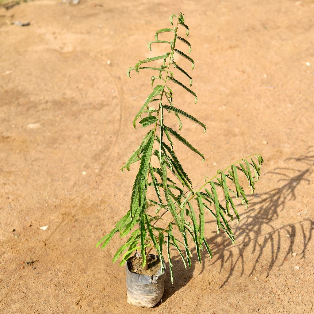 Amla / Indian Gooseberry in 5 Inch Nursery Bag