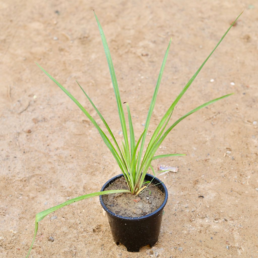 Rajnigandha / Tuberose (any colour) in 6 Inch Nursery Pot