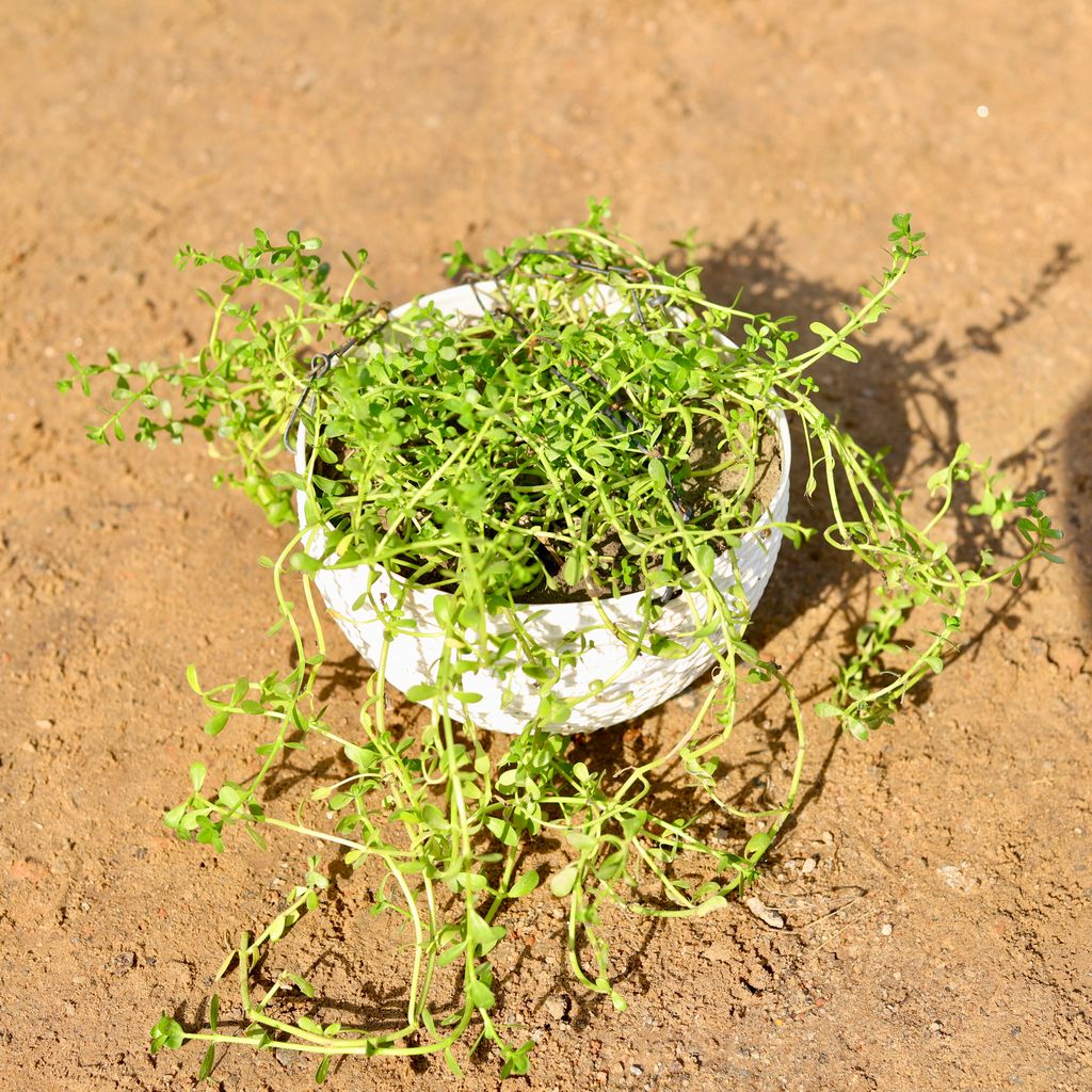 Brahmi Plant in 6 Inch Hanging Basket (any colour)