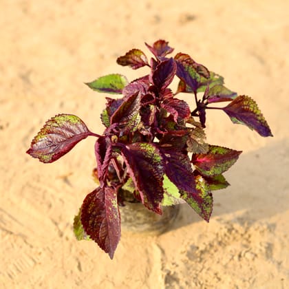 Buy Coleus Red (any design) in 4 Inch Nursery Bag Online | Urvann.com