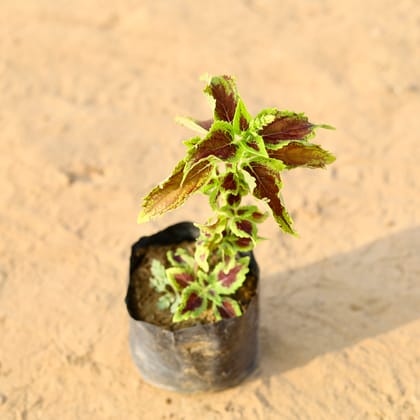 Buy Coleus Brown (any design) in 4 Inch Nursery Bag Online | Urvann.com