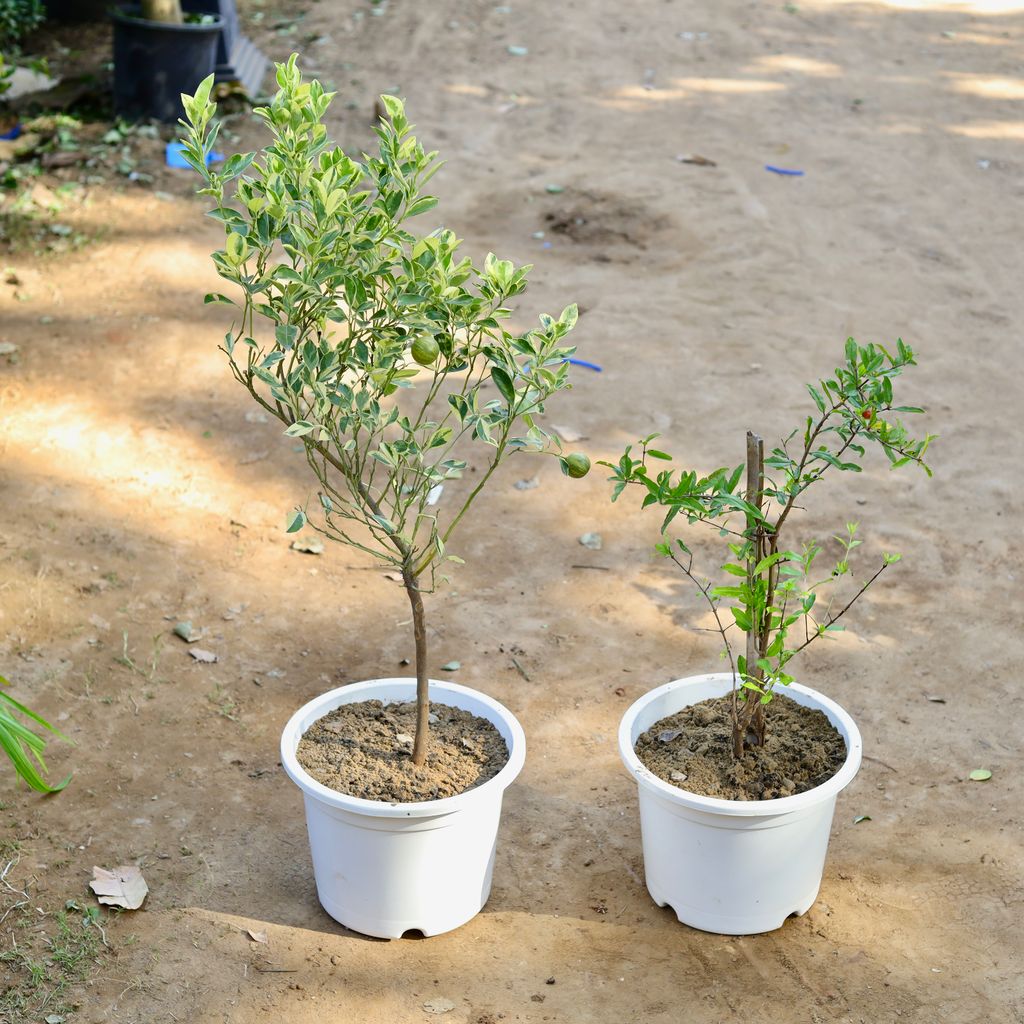 Set of 2 -China Orange Variegated & Pomegranate in 12 inch White Nursery Pot