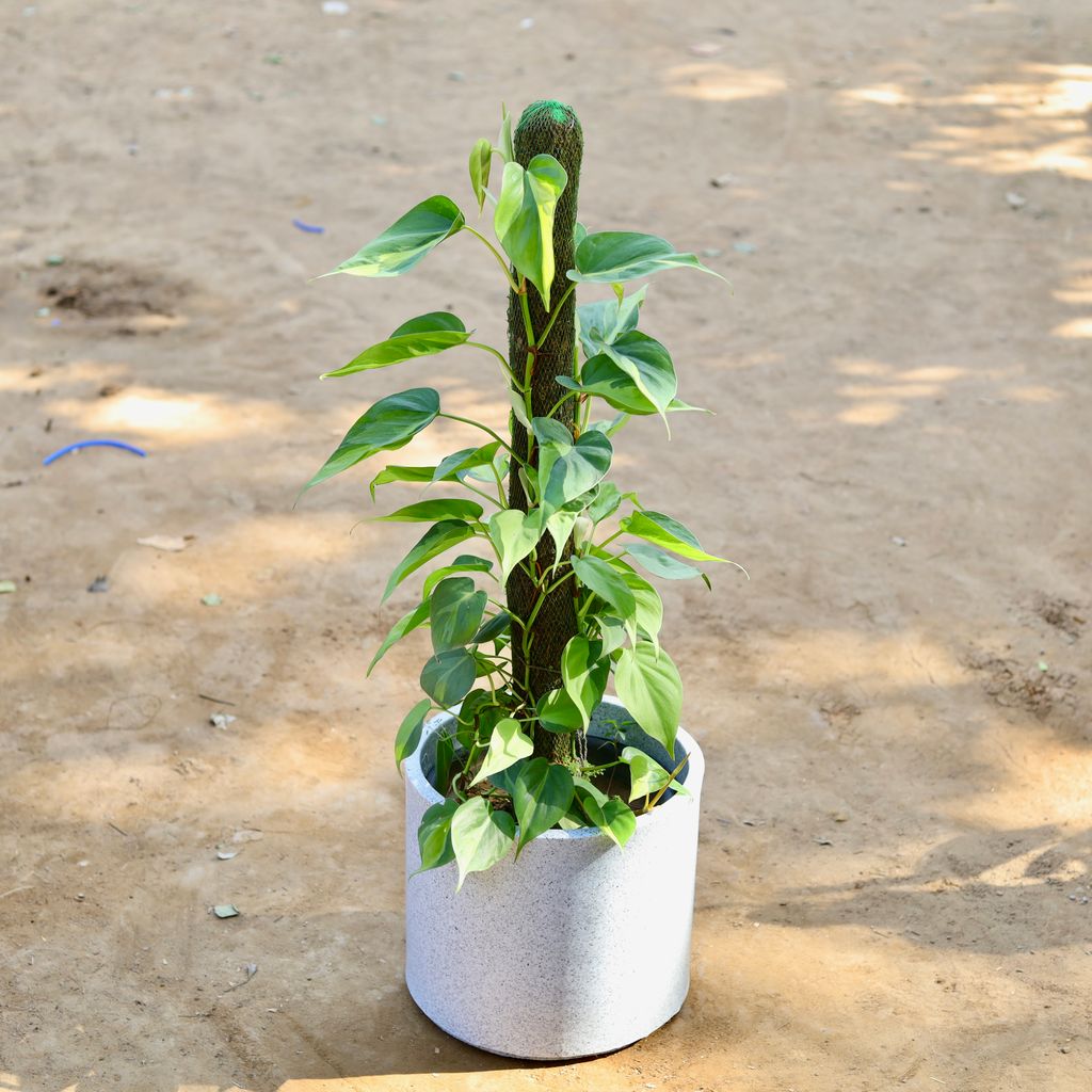 Oxycardium Variegated with 3 Ft Moss Stick in 12 inch Marble White Cylindrical Fox Fiberglass Pot